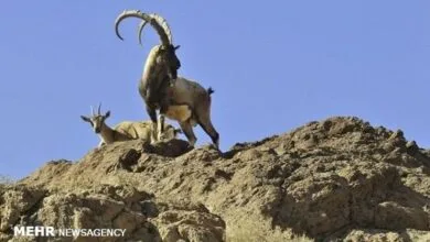 سلاطین صخره ها سلاطین صخره ها