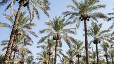 گلدهی خارج از فصل نخلها در بوشهر؛ تولید و کیفیت محصول در معرض تهدید گلدهی خارج از فصل نخلها در بوشهر؛ تولید و کیفیت محصول در معرض تهدید