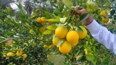 میزان صادرات کیوی و مرکبات در مازندران از ۱۷۰ هزار تن فراتر رفت میزان صادرات کیوی و مرکبات در مازندران از ۱۷۰ هزار تن فراتر رفت