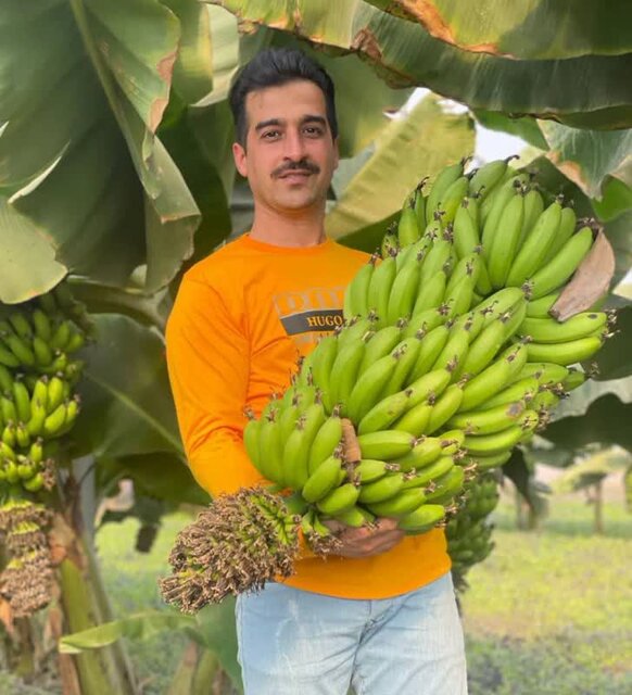 کارآفرینی  دانشجوی خلاق گنبدی با پرورش میوه های استوایی