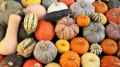 فواید باورنکردنی کدو حلوایی فواید باورنکردنی کدو حلوایی