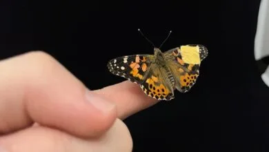 63318359.jpg