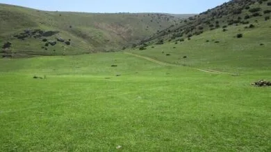 4382234.jpg